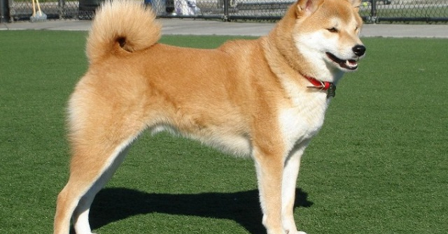 10 giống chó Nhật phổ biến nhất, được ưa thích tại Việt Nam