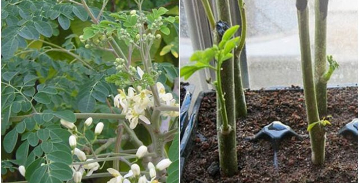 Loại lá xưa toàn rụng vứt đi, nay thành đặc sản giá 100.000 đồng/kg, trồng một cây trong nhà ăn quanh năm không hết