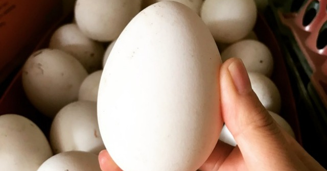 Bà bầu ăn trứng ngỗng có tác dụng gì?