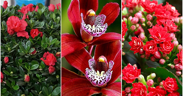 5 loài hoa “hút tài lộc” đầu năm, chưng Tết vừa đẹp lại vừa mang lại điềm lành