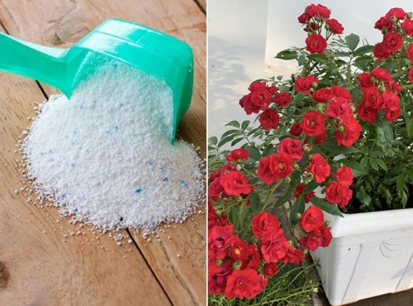 Có thể dùng bột giặt để trồng hoa không? Làm đúng 3 điểm này không hại cây mà lợi đủ đường