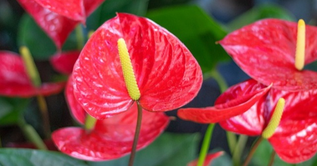 Trồng cây hồng môn ghi nhớ “8 nguyên tắc” cây xanh tốt, không bị vàng lá, hoa nở đỏ rực rỡ