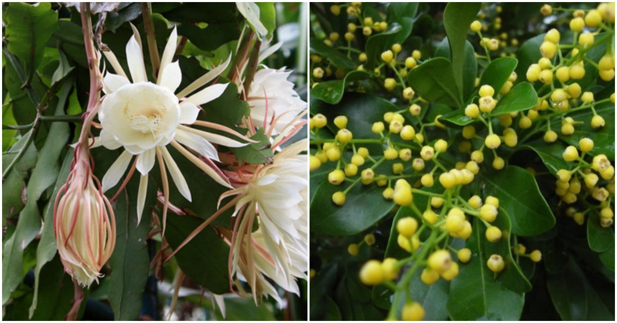 5 loại hoa thơm có thể nở vào giữa mùa hè, chỉ cần 1 bông tỏa hương thơm khắp nhà