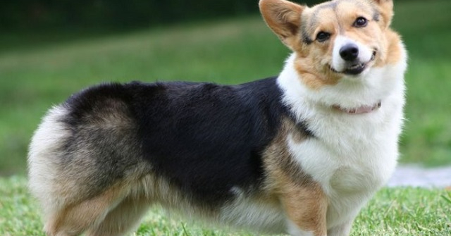 Chó Corgi: Nguồn gốc, đặc điểm và cách chăm sóc tốt nhất