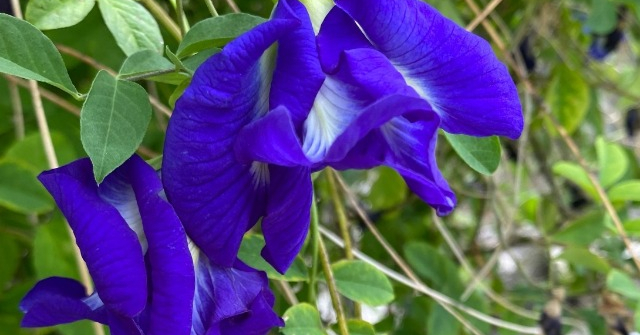 Hoa mọc bờ rào được ví như “phẩm màu” tự nhiên, giá 1 triệu đồng/kg, mua về nấu nhớ 3 điều kẻo hại thân