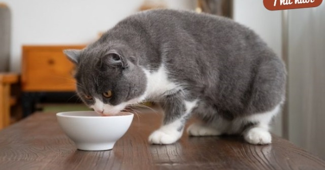 Thứ tưởng loài mèo không thích ăn, nhưng mèo Anh lông ngắn lại “rất thích”, cho ăn thường xuyên lông mượt dáng đẹp