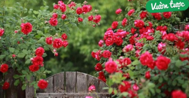 Hoa hồng phát triển chậm, tưới 8 loại nước “thần thánh” này chồi nụ bật ầm ầm, lá xanh tươi tốt