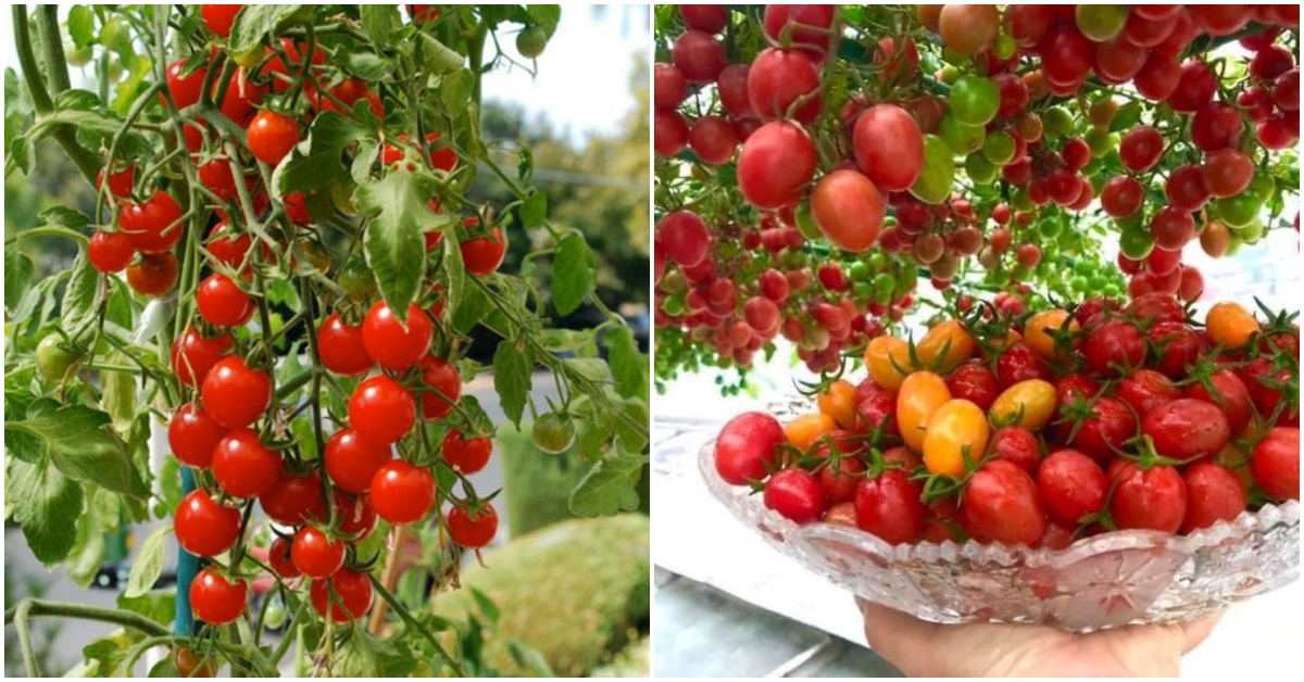 Để trồng cà chua trong chậu không thể thiếu 3 bước, giúp ra 20 quả trên một cành