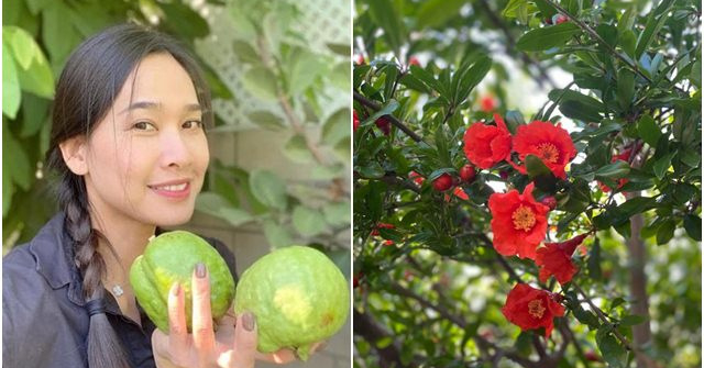 Thích mắt vườn cây trĩu quả trong biệt thự của Dương Mỹ Linh