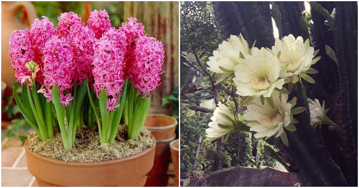 4 loại cây độc trong nhà, nở hoa có thể báo điềm chẳng lành