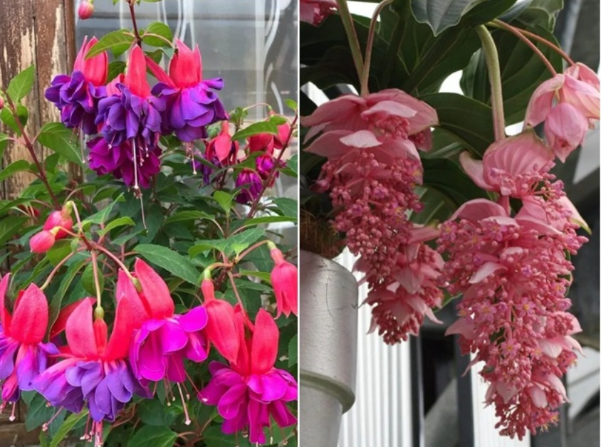 5 loại hoa đẹp “lạ”, mỗi bông như đèn lồng tí hon, trồng một chậu là rực rỡ cả góc nhà
