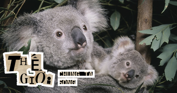 Gấu Koala vào danh sách có nguy cơ tuyệt chủng