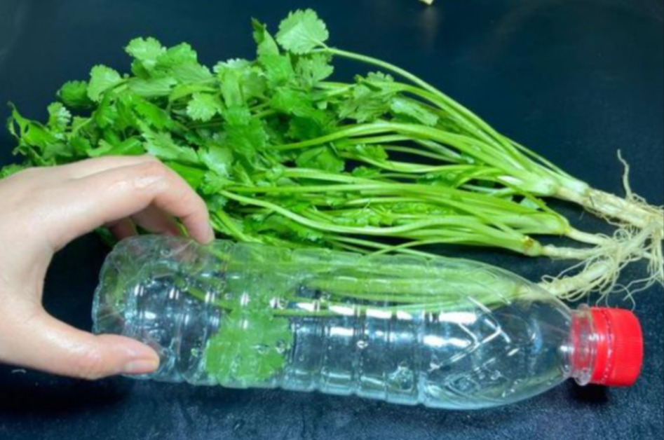 Bỏ rau mùi vào chai nhựa, để nửa tháng từ 1 biến thành 3, quanh năm không cần mua rau