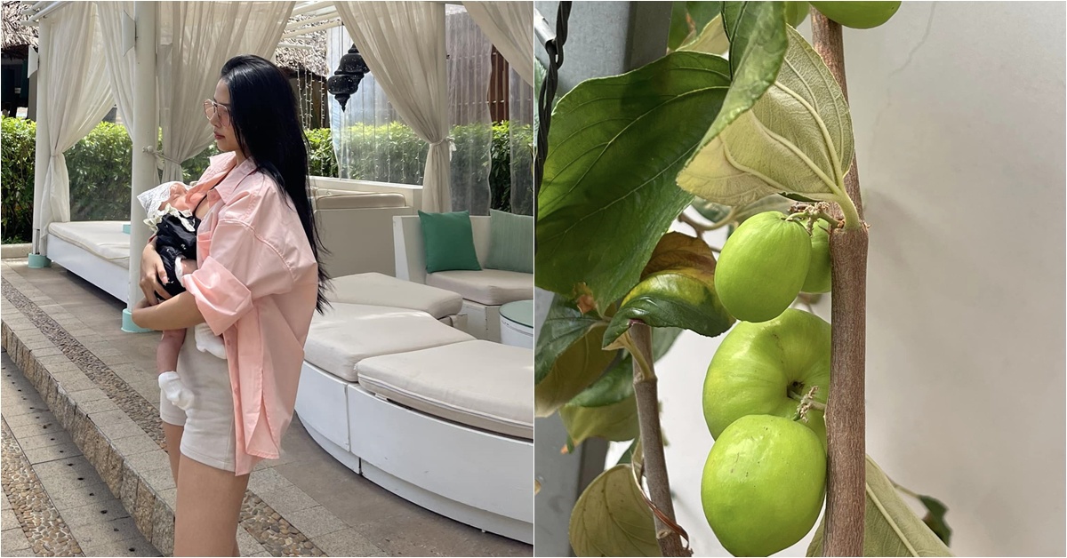 Vợ Phan Mạnh Quỳnh khoe táo trên ban công quả to hơn siêu thị bán, ước có nhà vườn để trồng "đã đời"