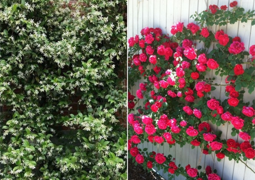 3 loại hoa cực dễ trồng, 2 tháng là leo tường, nở một lúc cả trăm bông