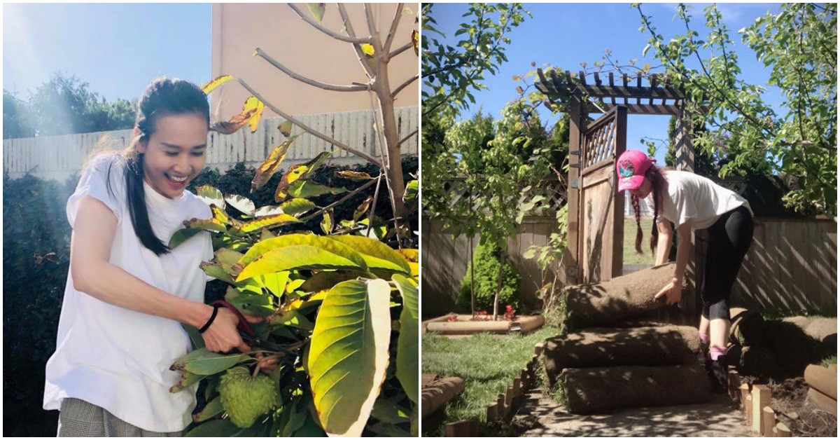 Khu vườn bạc tỷ của hoa hậu Việt ở trời Tây: Trồng cho đỡ nhớ quê, quả ăn không hết