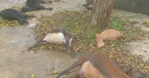 Đàn dê 11 con chết bất thường khi vào nghĩa địa ăn cỏ