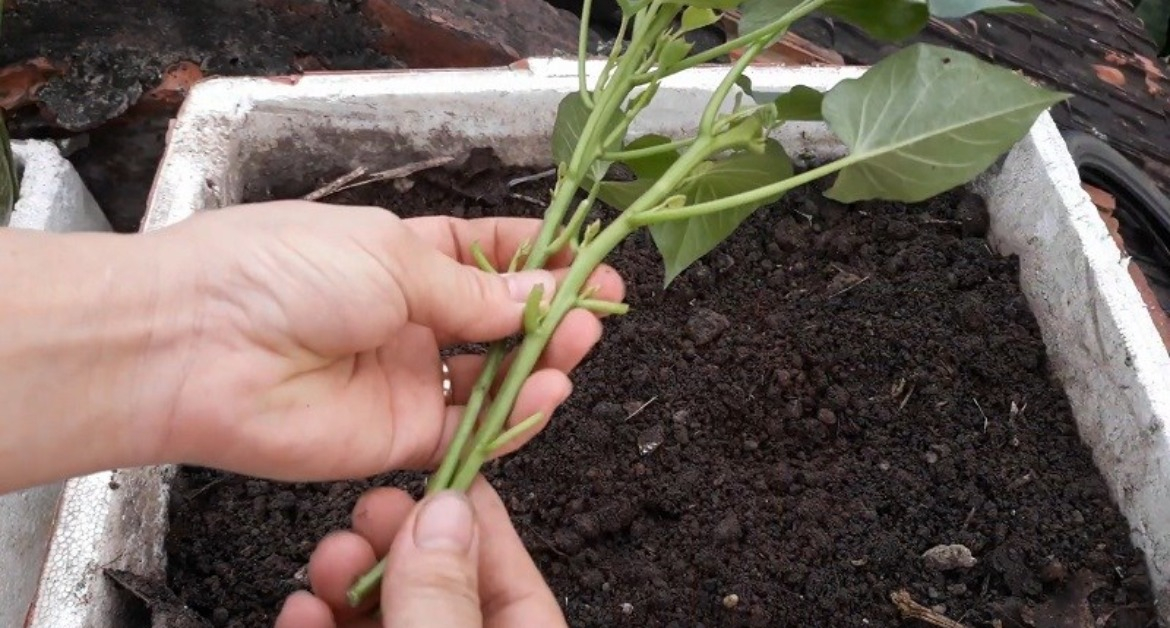 Loại “rau trường thọ” người Nhật ăn hàng ngày, cắt cành cắm vào đất cũng bén rễ, 1 tháng sau cả nhà ăn không hết