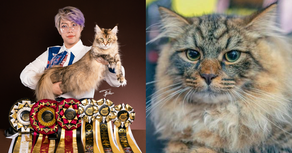 Chi 600 triệu⁄năm đưa mèo đi thi "hoa hậu": Lời khủng sau khi đạt giải, nhưng dễ vỡ mộng nếu không biết điều này