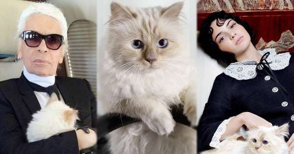 Cô mèo sướng nhất làng thời trang: Được cố NTK Karl Lagerfeld "nâng như nâng trứng", thậm chí sở hữu gia tài 13 triệu đô