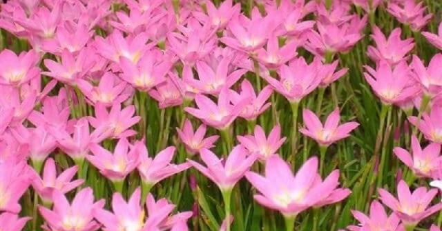 Ý nghĩa các màu hoa Thủy Tiên và cách trồng giúp hoa nở đẹp rực rỡ