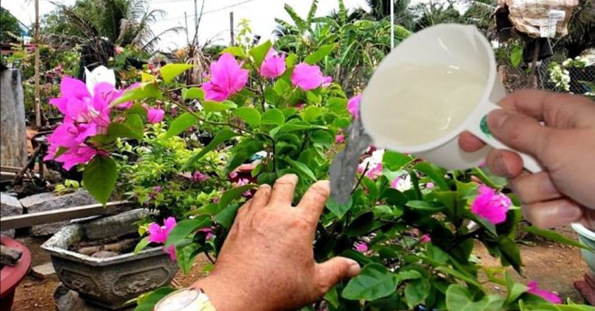 4 loại "nước thải" này tốt hơn phân kali, chỉ cần tưới 1 lần cây sẽ nở thành biển hoa