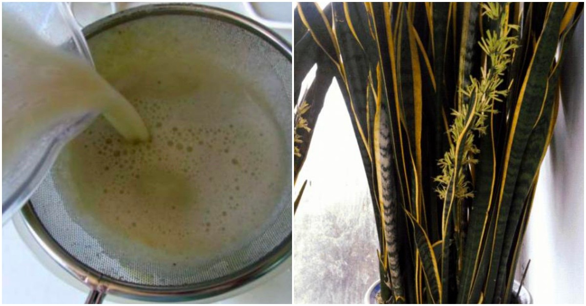 3 loại cây rất thích uống “sữa đậu nành”, cứ 10 ngày tưới 1 lần lá sẽ xanh ngắt