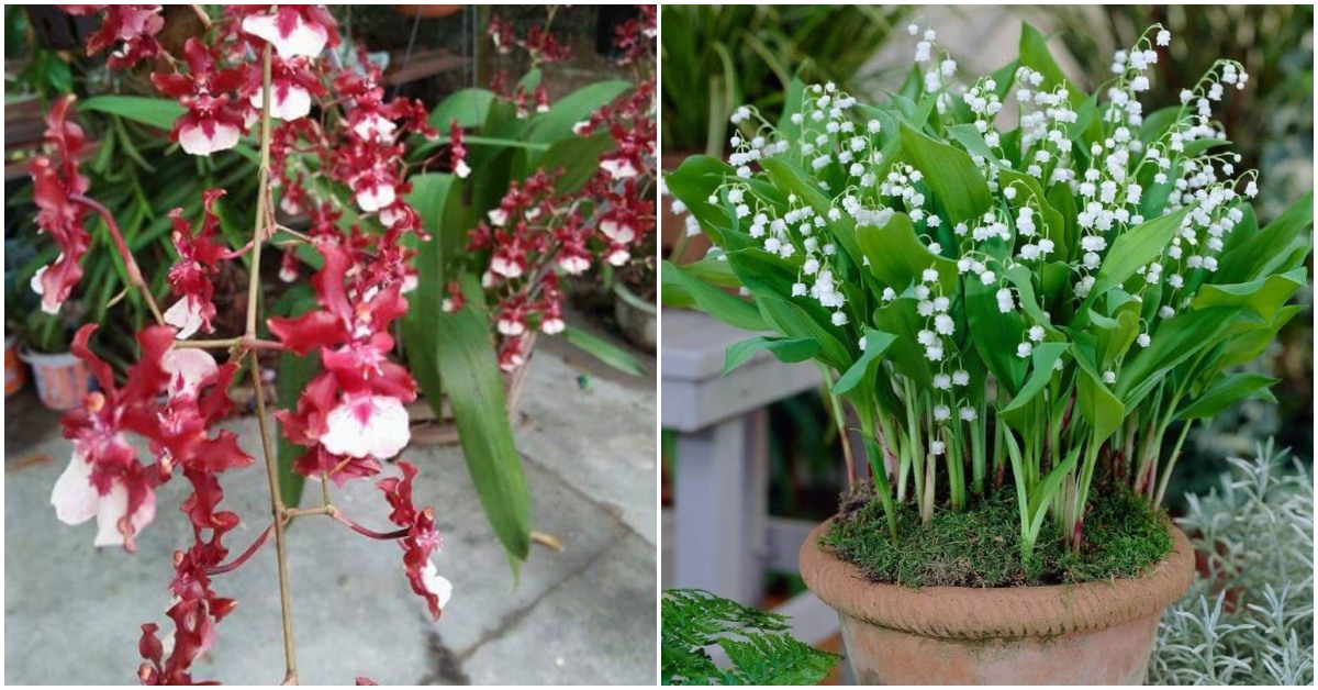 4 loại hoa nở đẹp, thơm nồng mùi nước hoa, trồng trên ban công nức mũi cả nhà