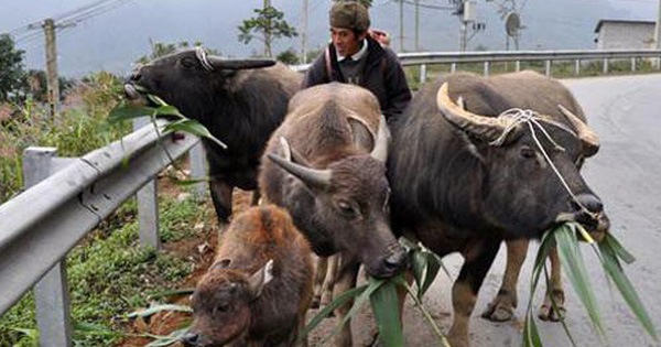 Rét đậm, rét hại: Gần 4.500 gia súc chết vì thả rông