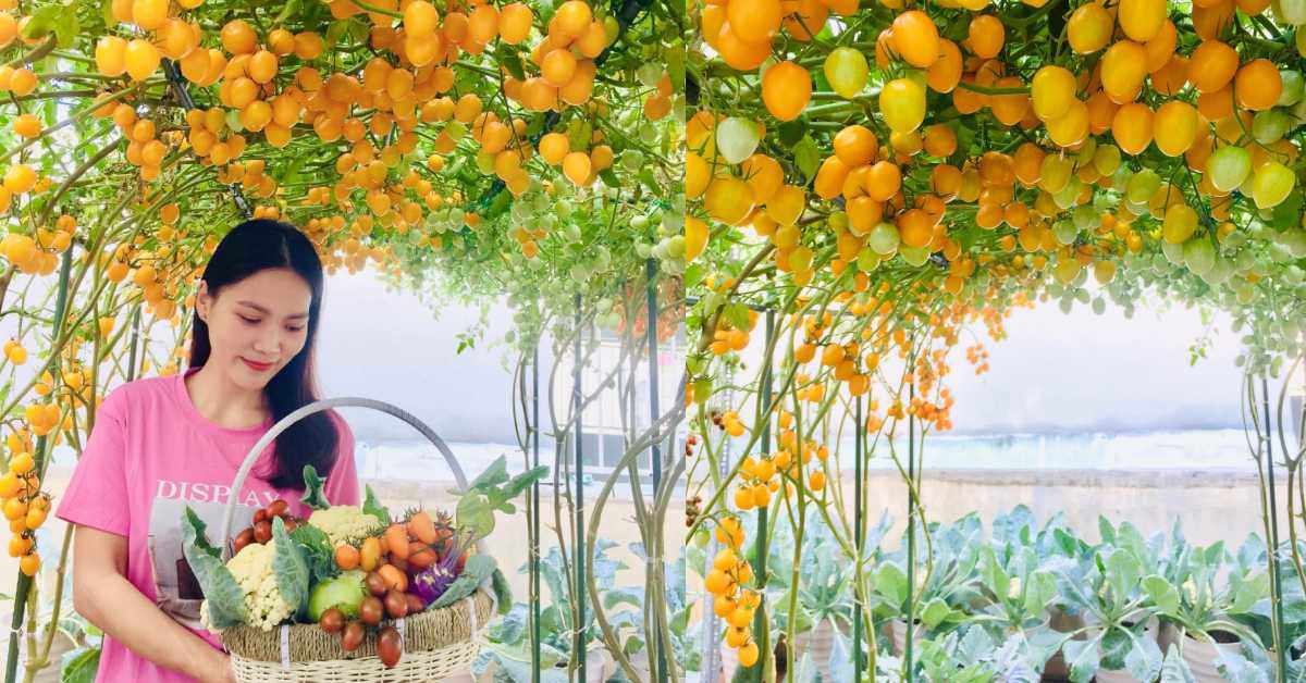 Mẹ đảm Sài Gòn chia sẻ bí quyết trồng cà chua sai trĩu quả, thu hoạch 100kg mỗi vụ