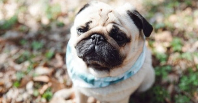 Chó Pug: Nguồn gốc, đặc điểm, cách chăm sóc và giá bán