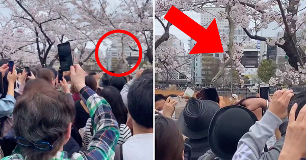 Sốc nặng cảnh "bé Na" khổng lồ treo mình vắt vẻo trên cây đào ở Nhật, nhìn chẳng khác gì người nổi tiếng được săn đón