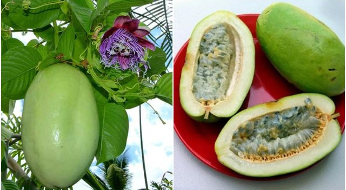 Loại quả bên trong có hạt như chanh leo, hoa thơm ngào ngạt, trồng một chậu vừa lấy quả ăn vừa làm thuốc